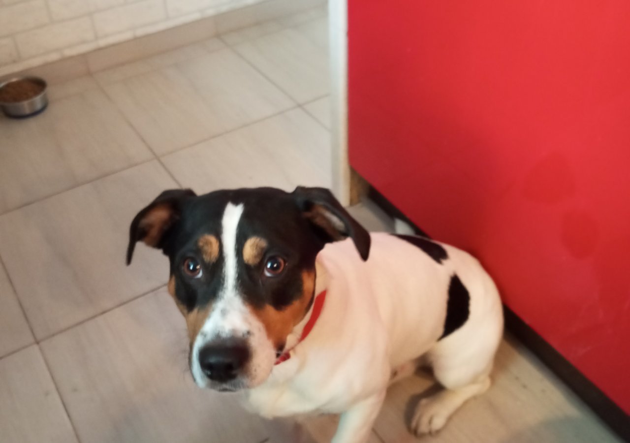 Maks alt.animals.promo #16