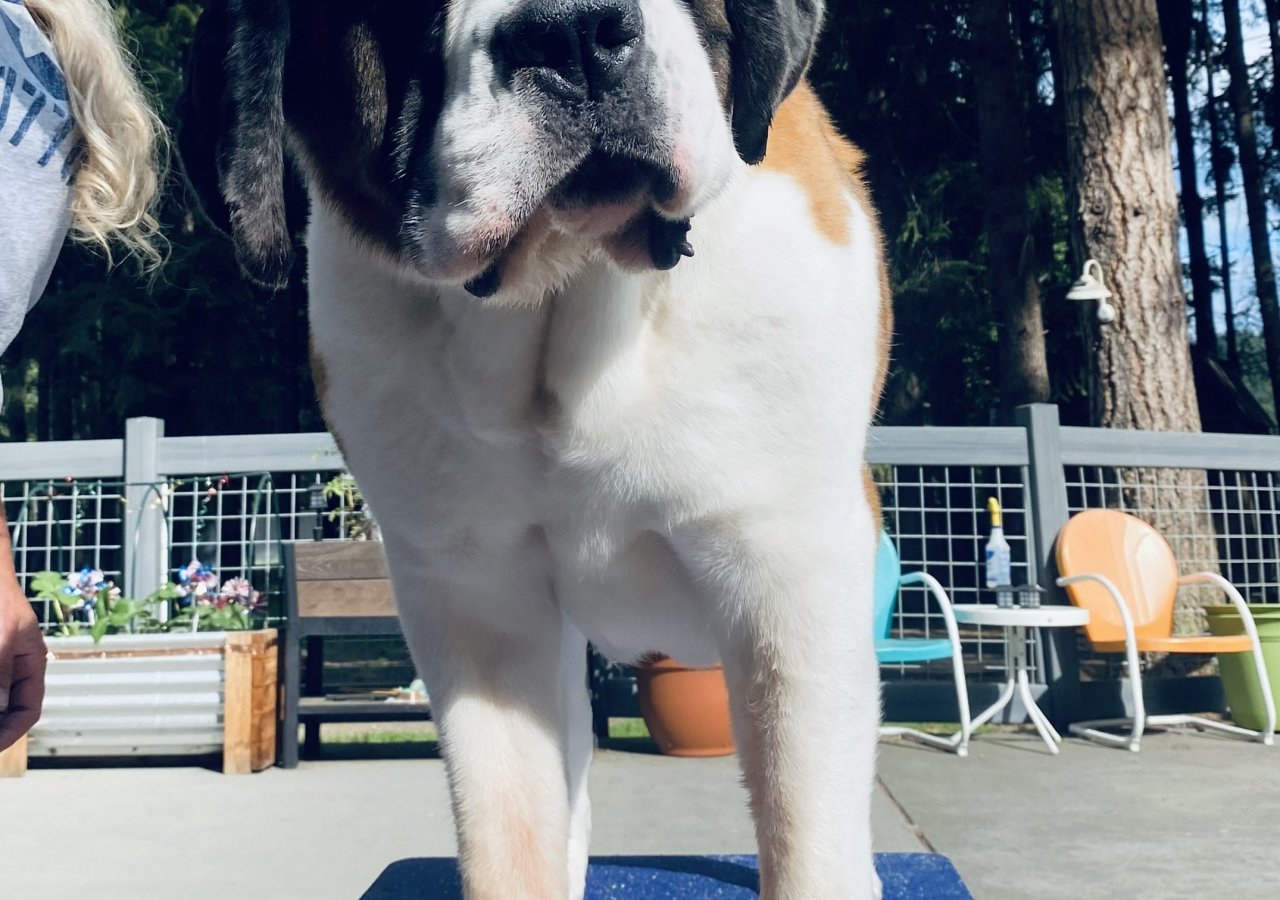 Just Like CASSIOPEIA - Pet logo – WORLDPETNET #18