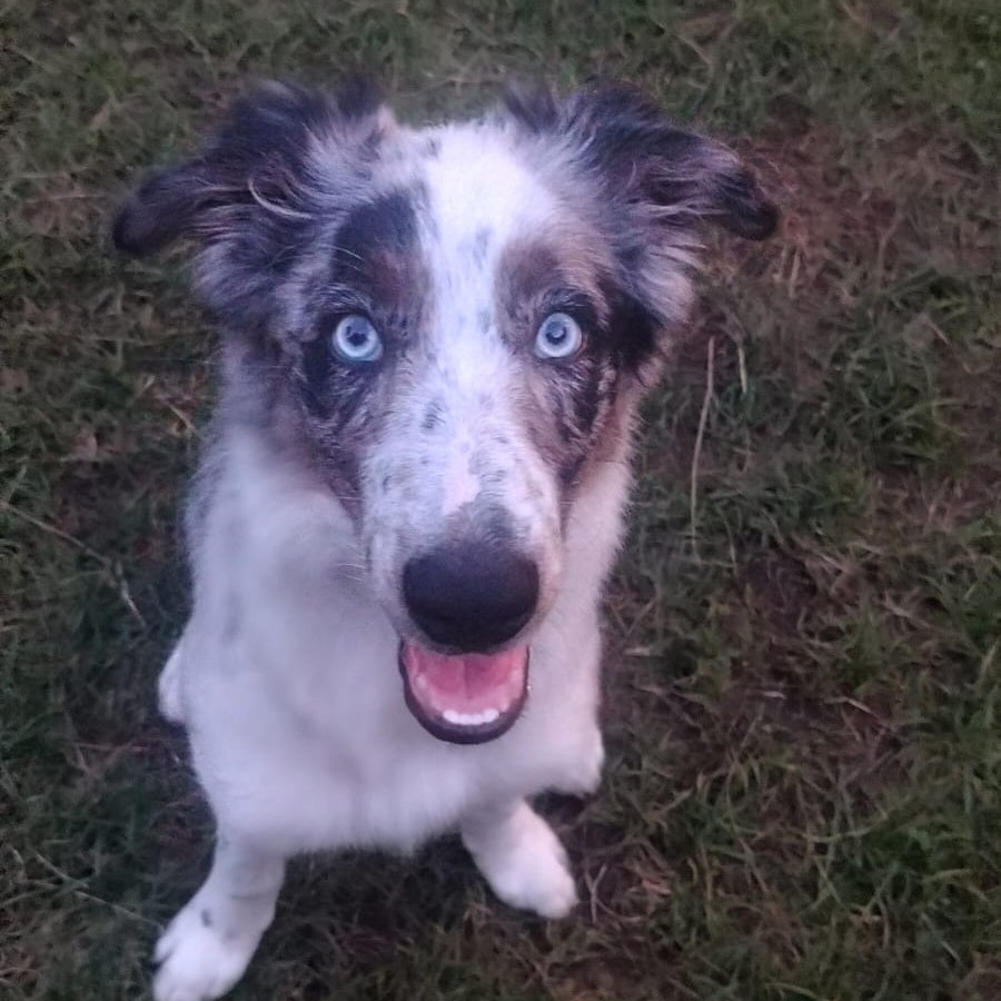 Nero - Pet logo – WORLDPETNET #18