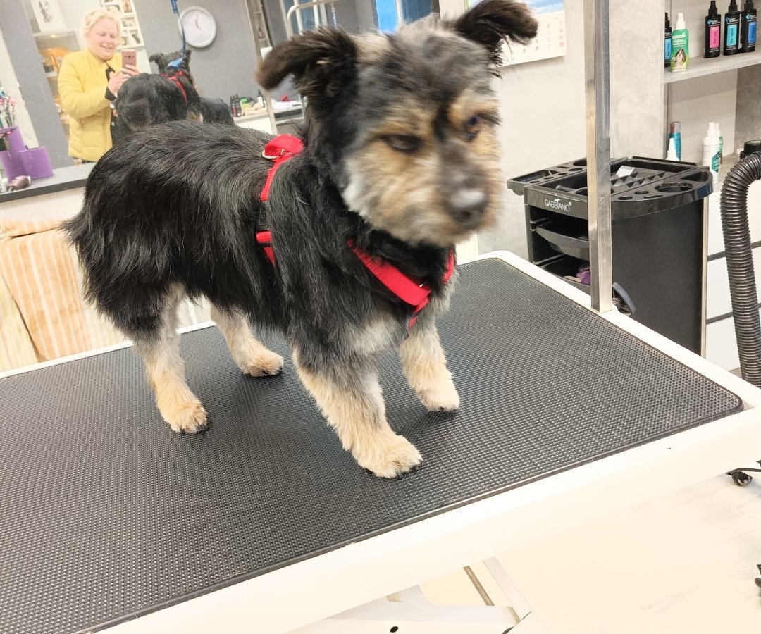 Spaiki alt.animals.promo #16