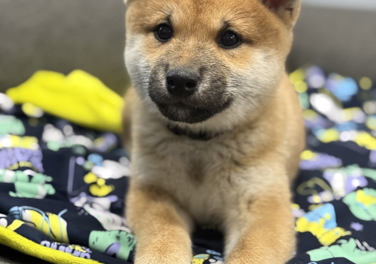 Naruto alt.animals.promo #16