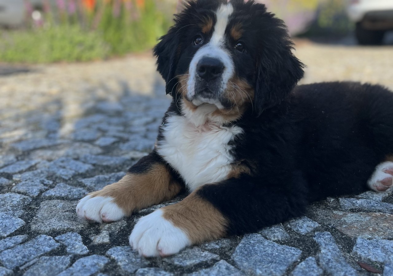 Malum alt.animals.promo #16