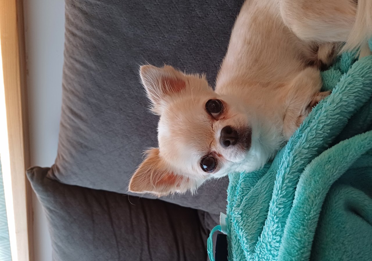 LAKI alt.animals.promo #16