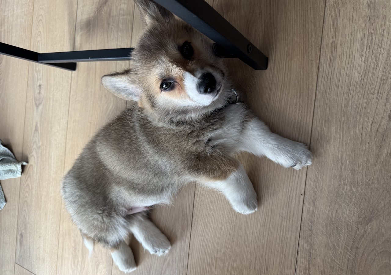 Wyśmienity PRECEL alt.animals.promo #16