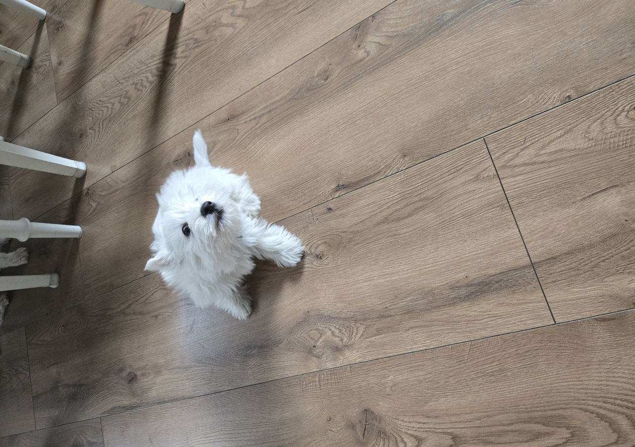 LUCEK alt.animals.promo #16