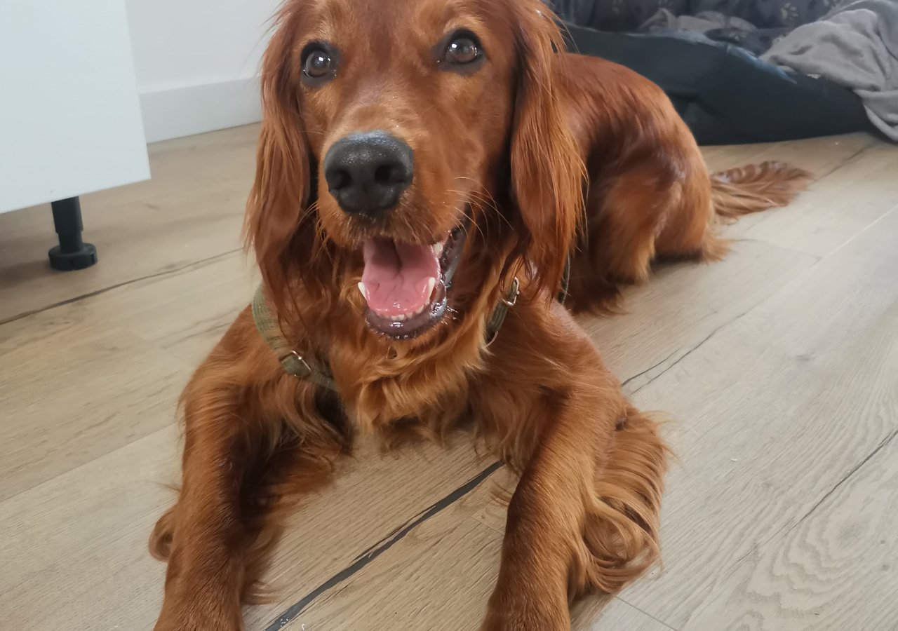 Figa alt.animals.promo #16