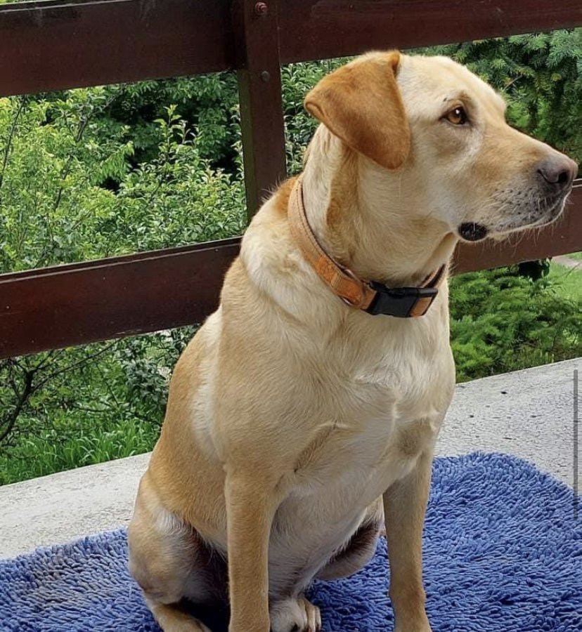 Richi - Pet logo – WORLDPETNET #17