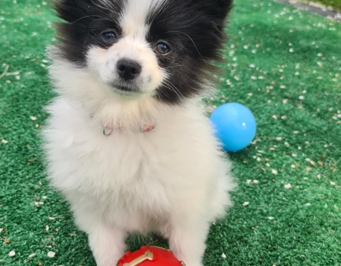 Majlo alt.animals.promo #16