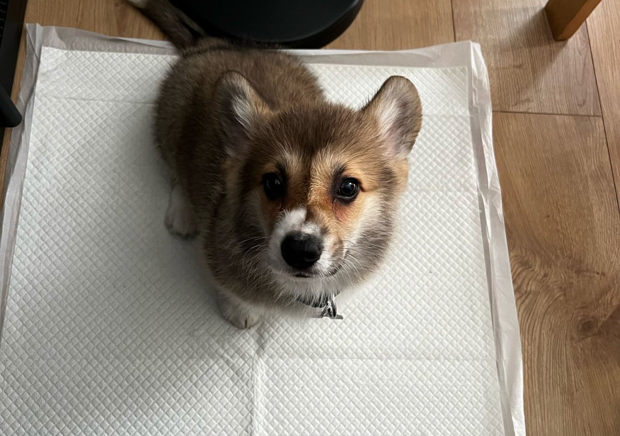 Wyśmienity PRECEL - Pet logo &ndash; WORLDPETNET #17