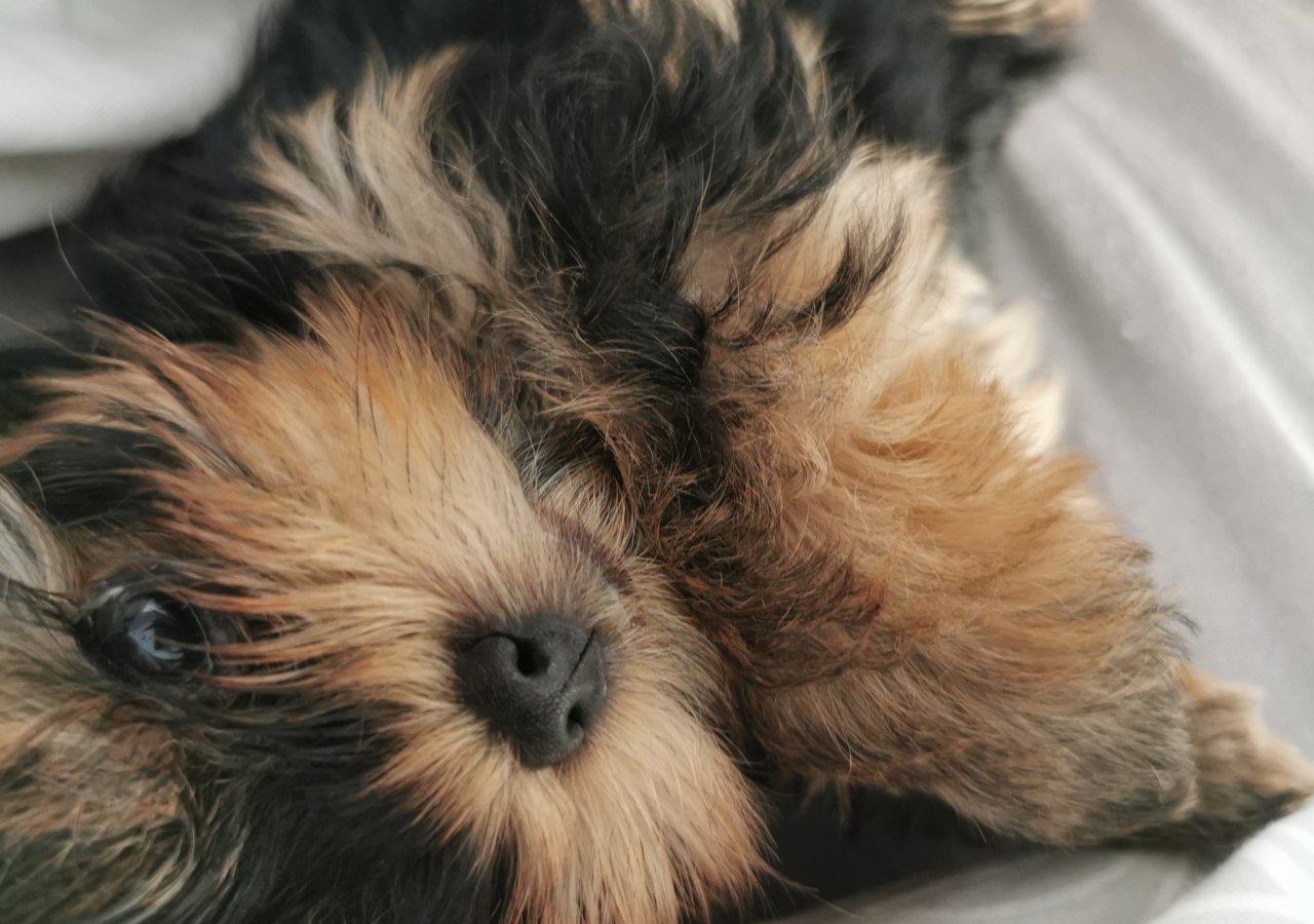 Cody - Pet logo – WORLDPETNET #17