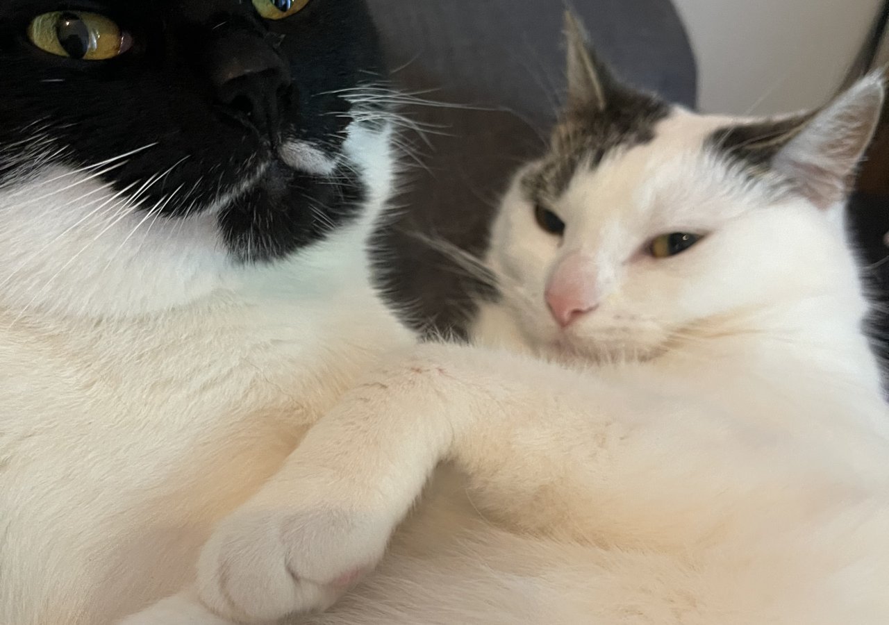 Jack  - Pet logo &ndash; WORLDPETNET #18