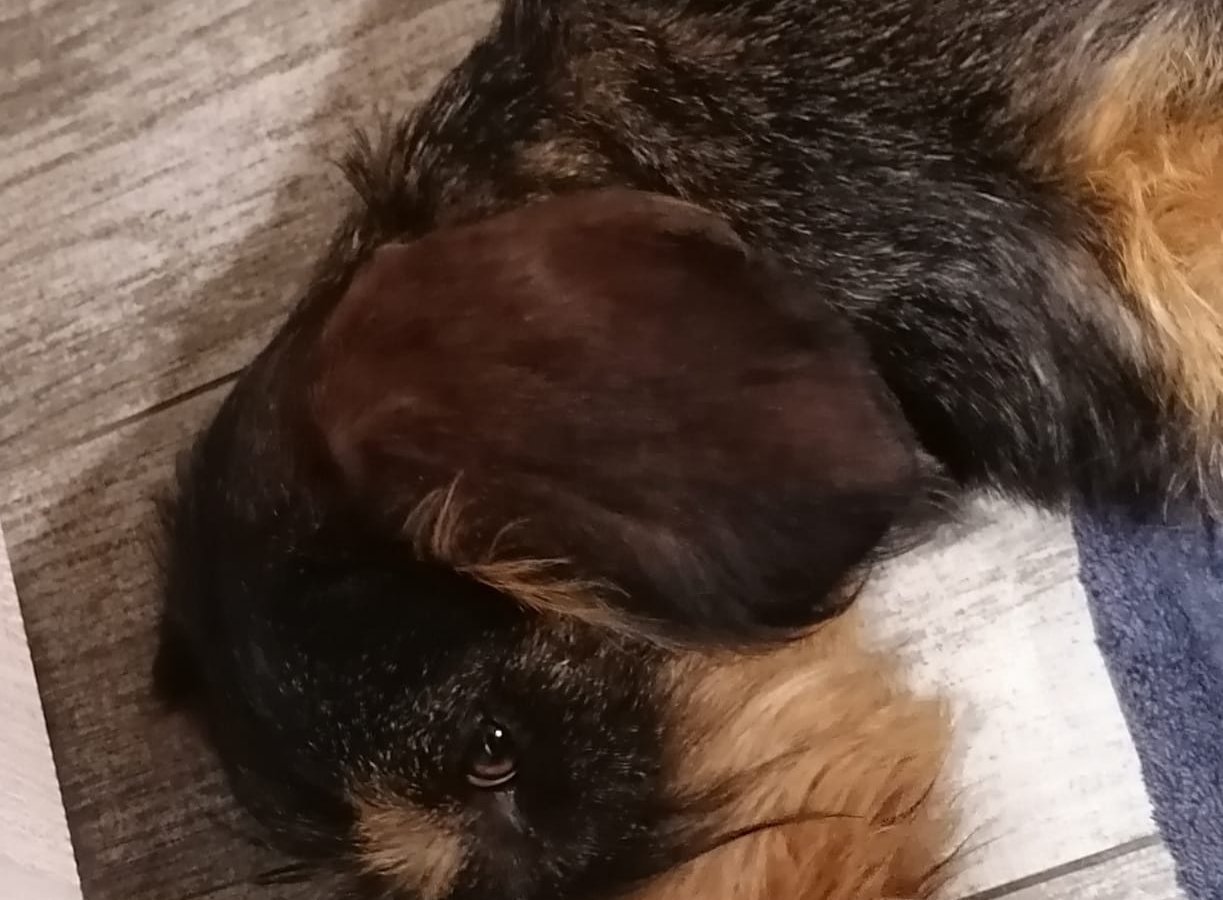 Dukat Nelson - Pet logo – WORLDPETNET #17