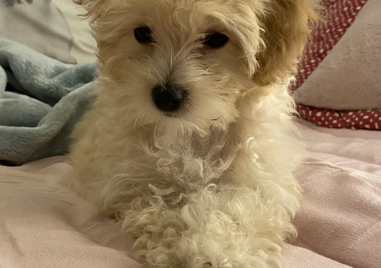 Nico alt.animals.promo #16