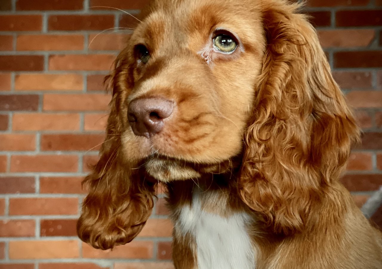 Bonnie - Pet logo &ndash; WORLDPETNET #18