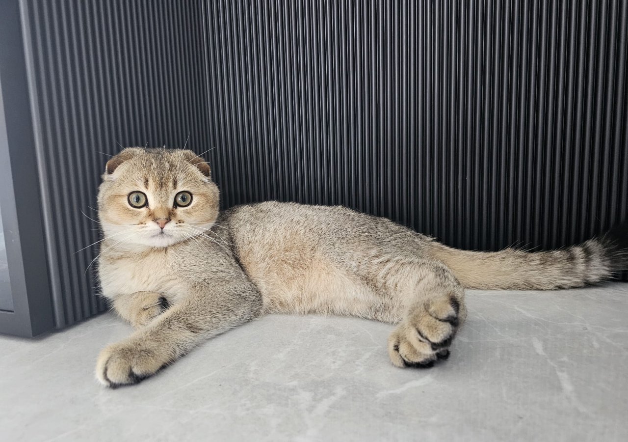 Laki alt.animals.promo #16