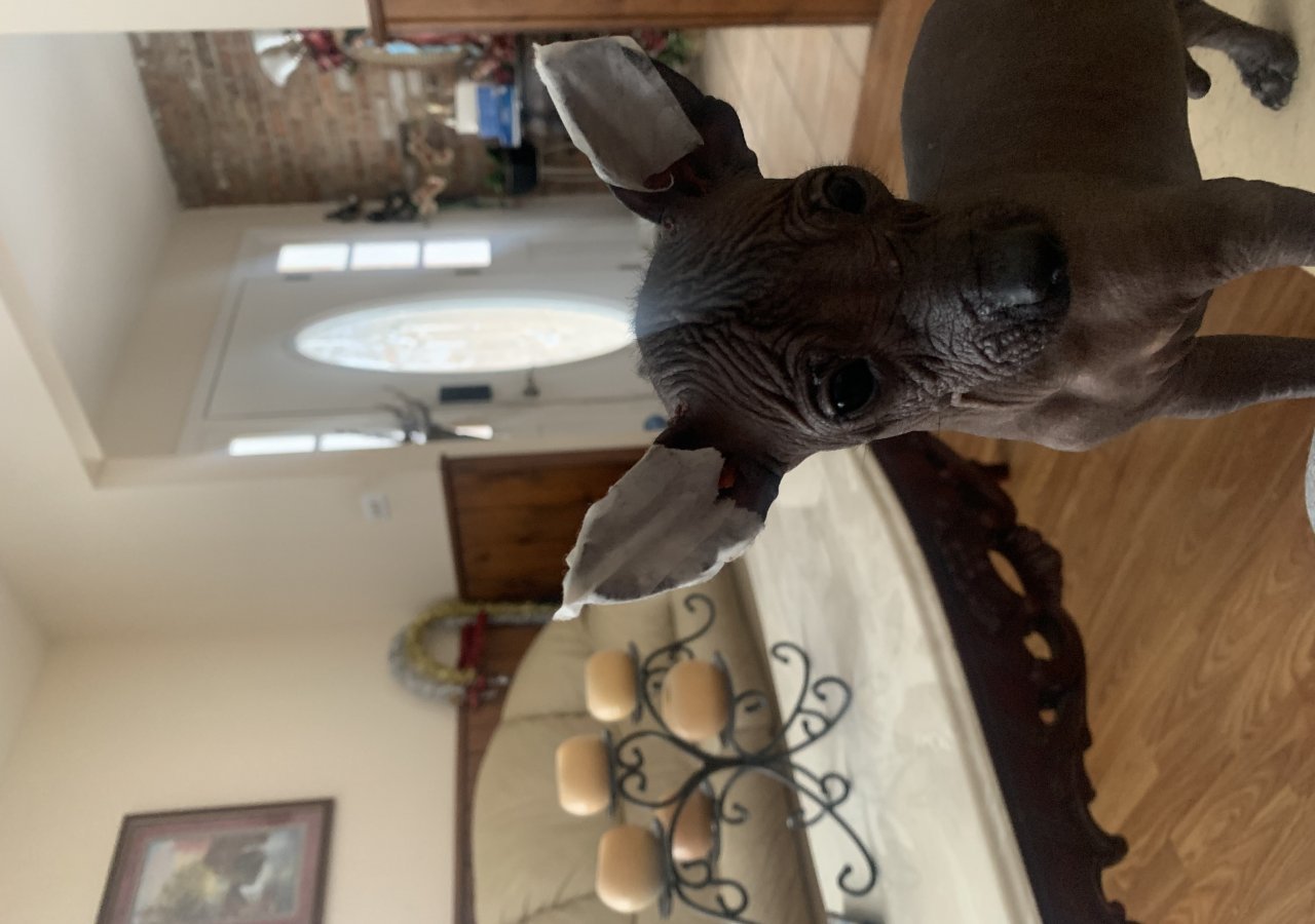 Figo - Pet logo – WORLDPETNET #17