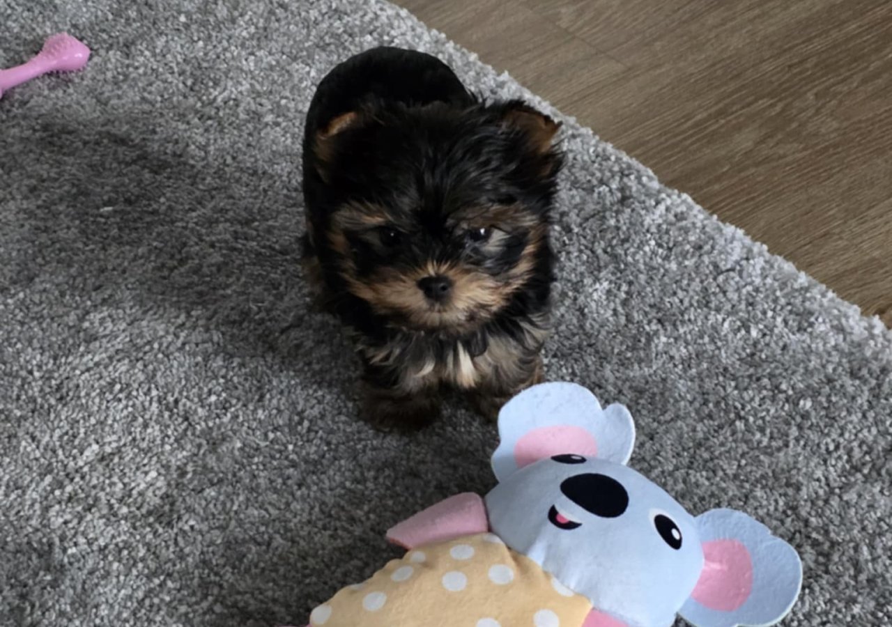 Cody alt.animals.promo #16