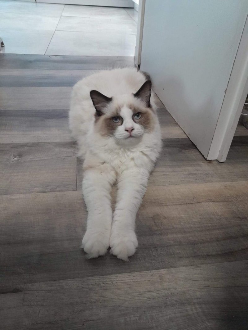 Azyl alt.animals.promo #16