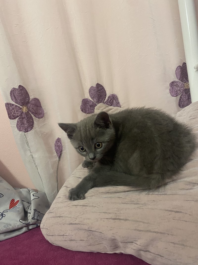 Percy - Pet logo – WORLDPETNET #17
