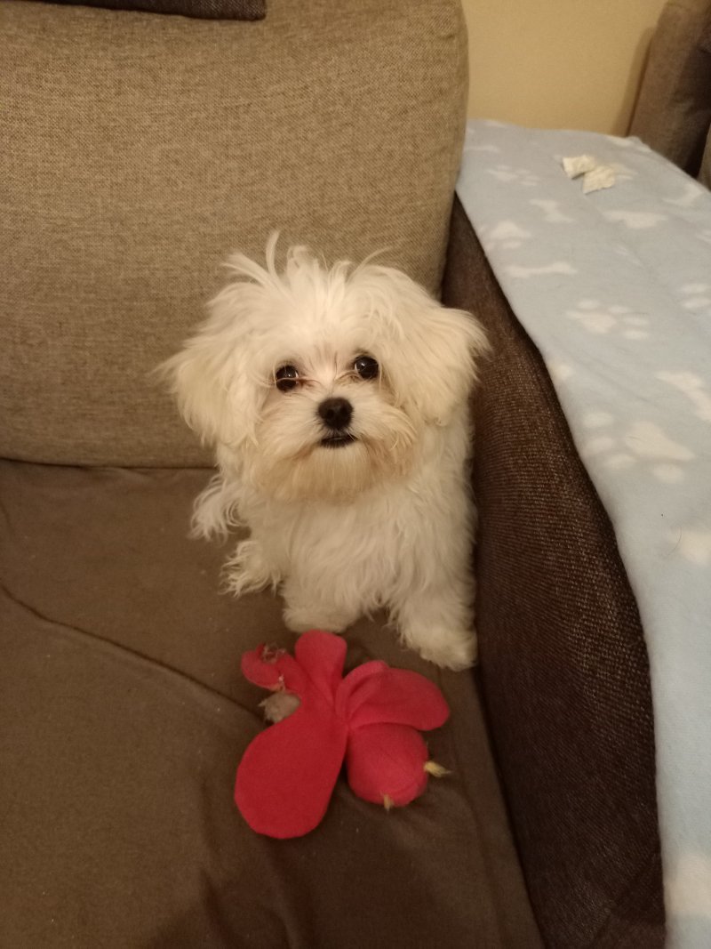 CARLOS alt.animals.promo #16