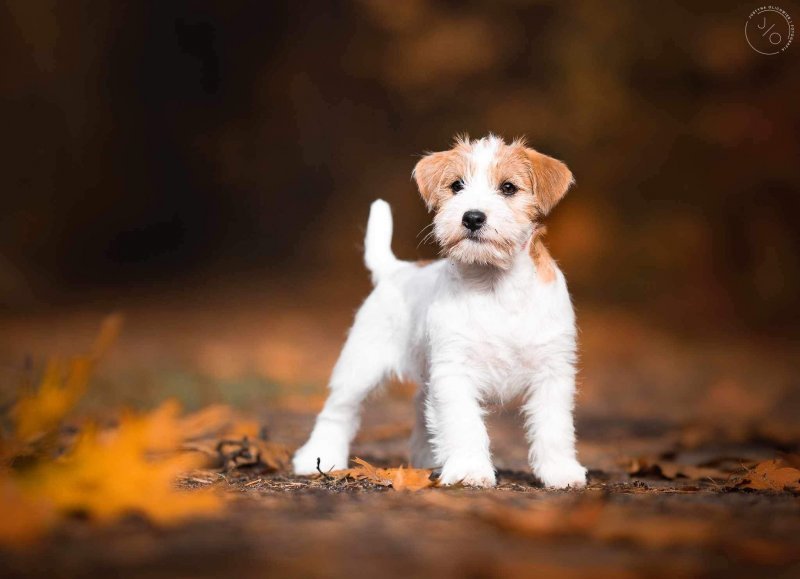 Kofi (hodowl. Fuks) - Pet logo &ndash; WORLDPETNET #17