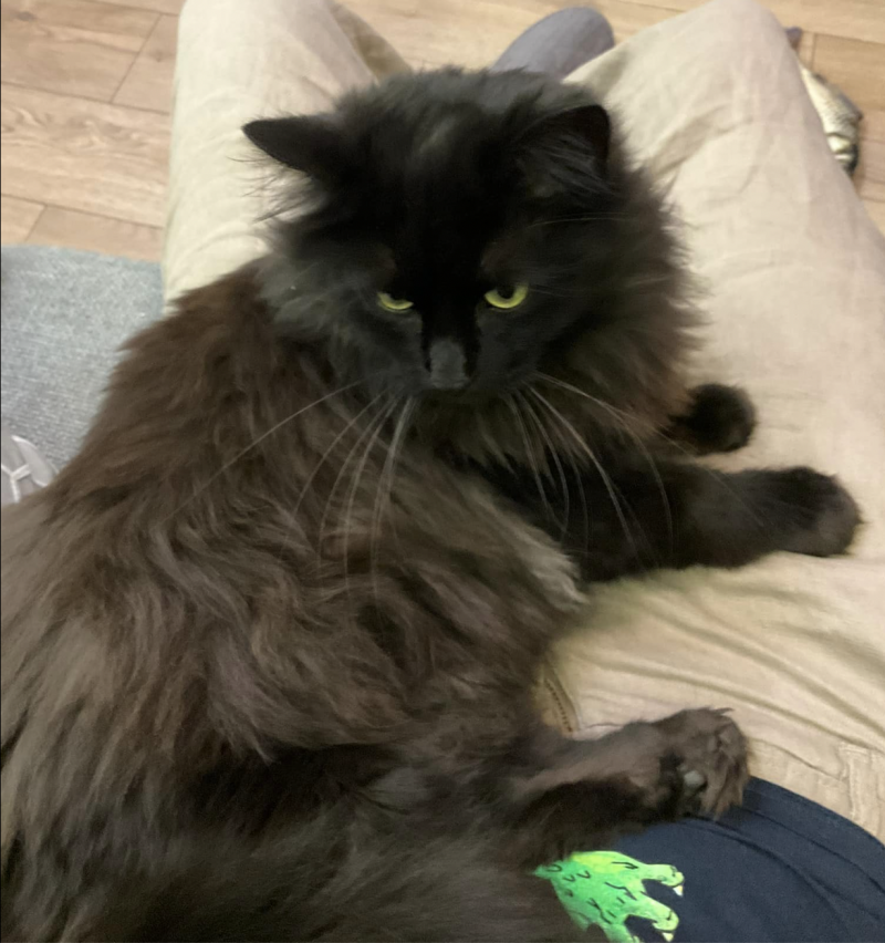 Cat/Grom - Pet logo &ndash; WORLDPETNET #17