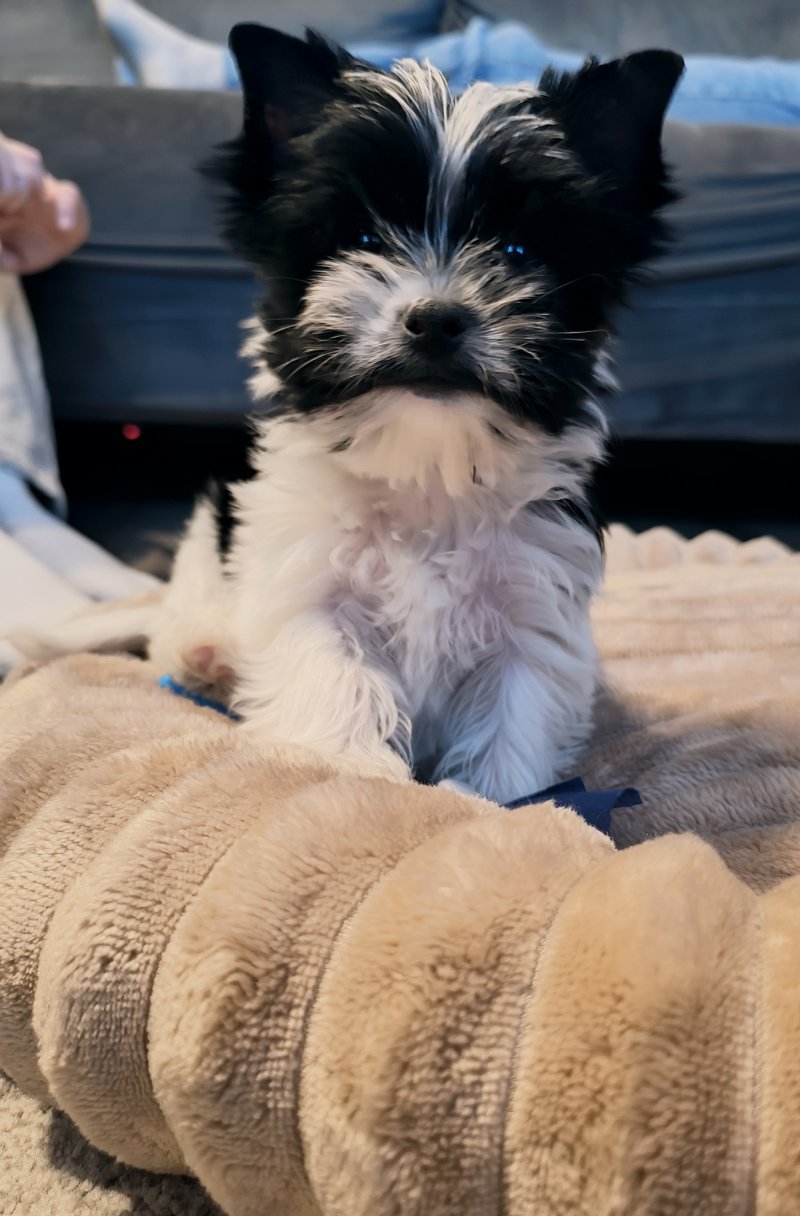 Mike - Pet logo – WORLDPETNET #17