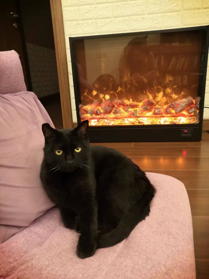 Phoebus alt.animals.promo #16