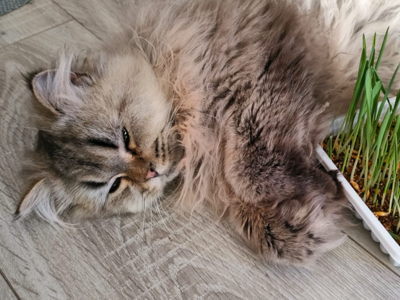 Tornado alt.animals.promo #16