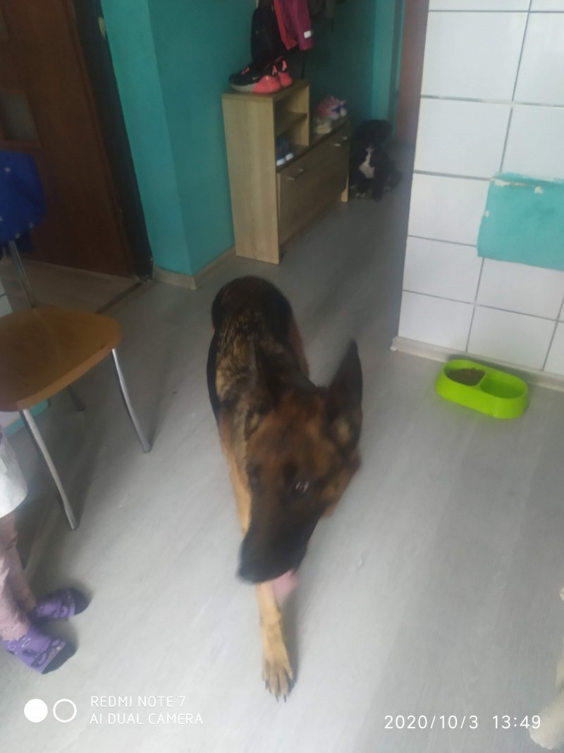 Kora alt.animals.promo #16