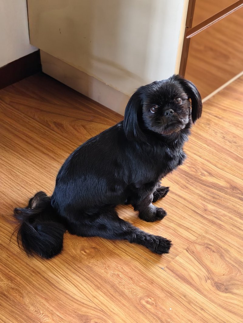 Lara - Pet logo – WORLDPETNET #17