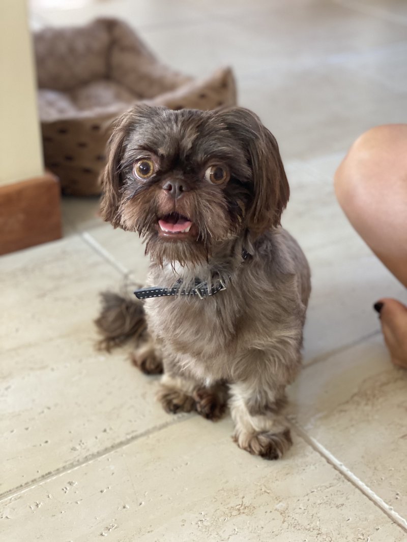 PINIA alt.animals.promo #16