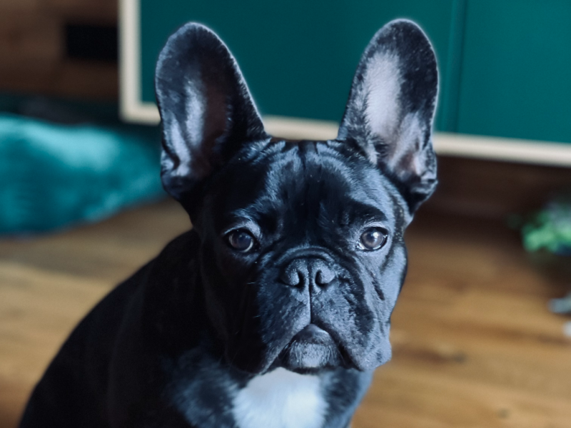 Gustaw - Pet logo &ndash; WORLDPETNET #18
