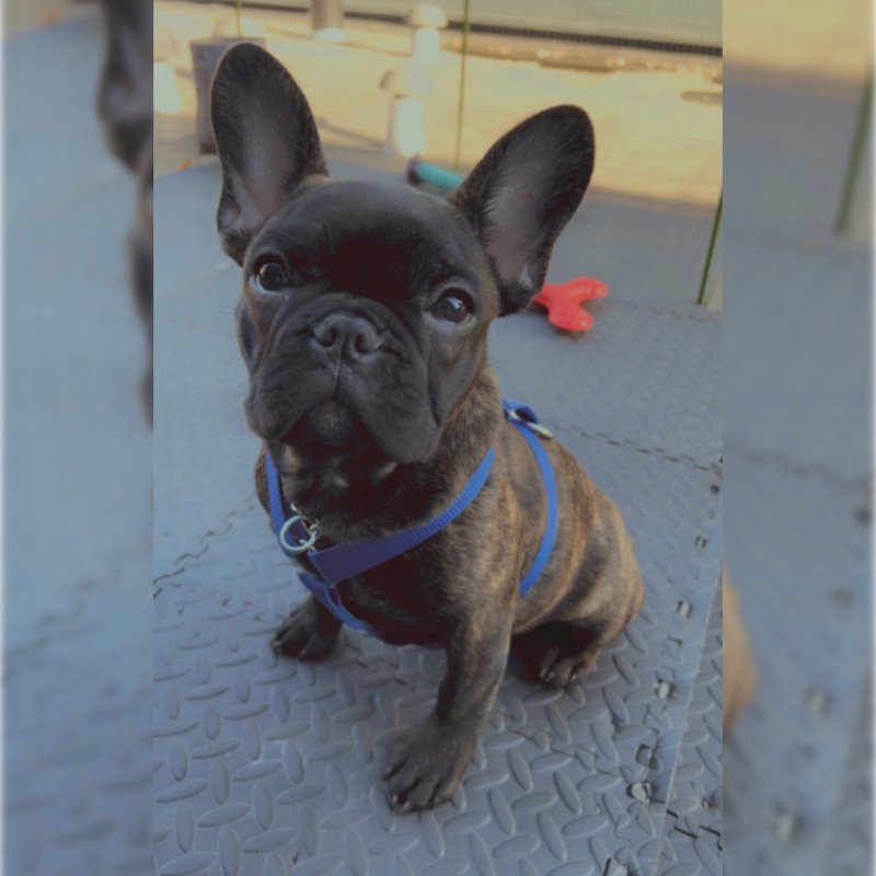 Roki alt.animals.promo #16