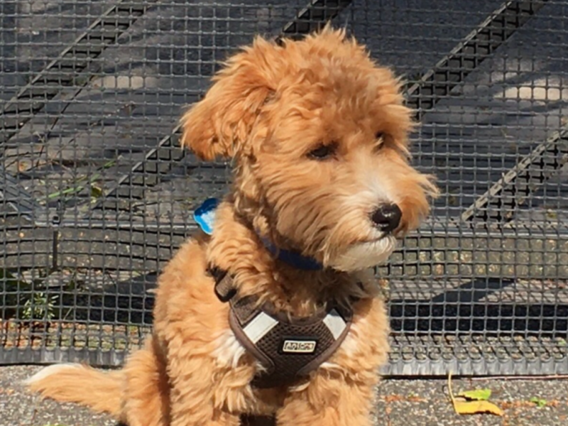 Chili alt.animals.promo #16