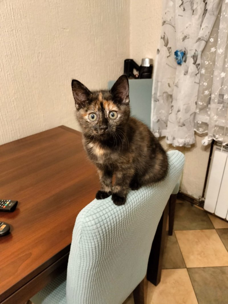 Bajka alt.animals.promo #16