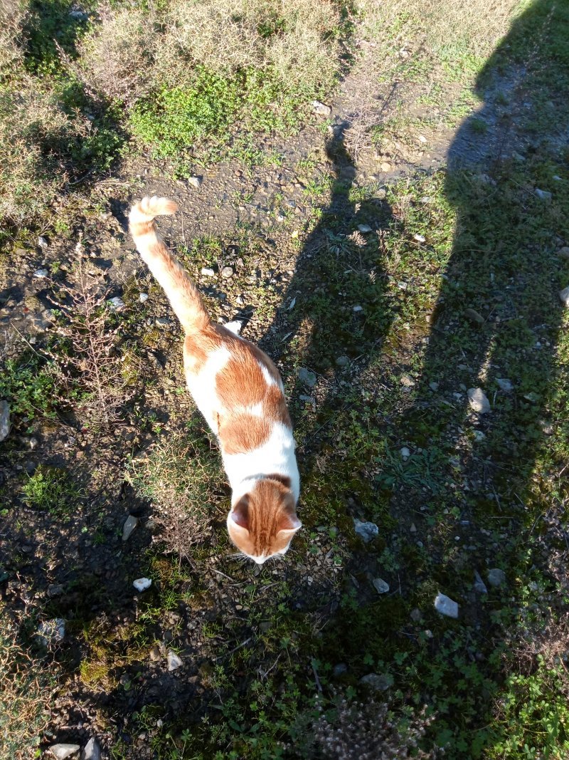 Ilość, Illy - Pet logo &ndash; WORLDPETNET #17