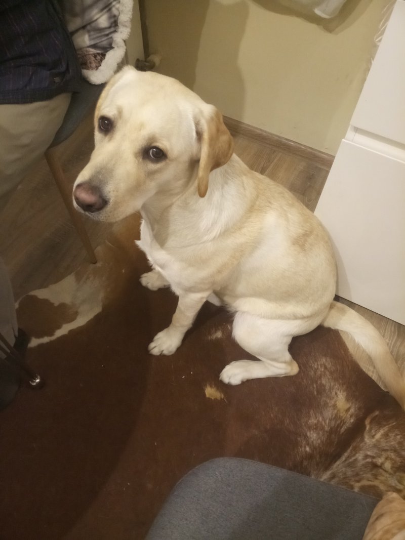 Lucy alt.animals.promo #16