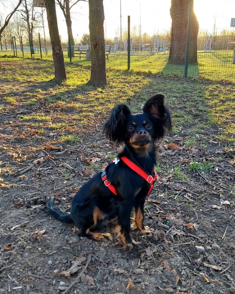 ARCHIE alt.animals.promo #16