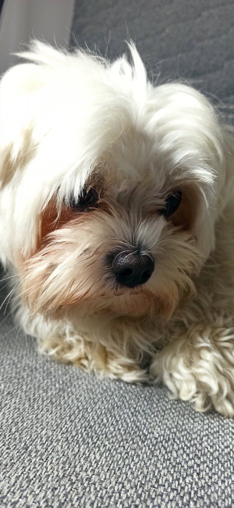 Roki alt.animals.promo #16