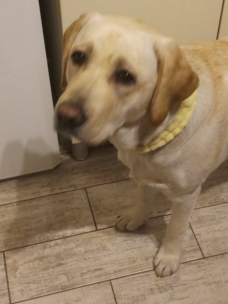 Lucy - Pet logo – WORLDPETNET #17