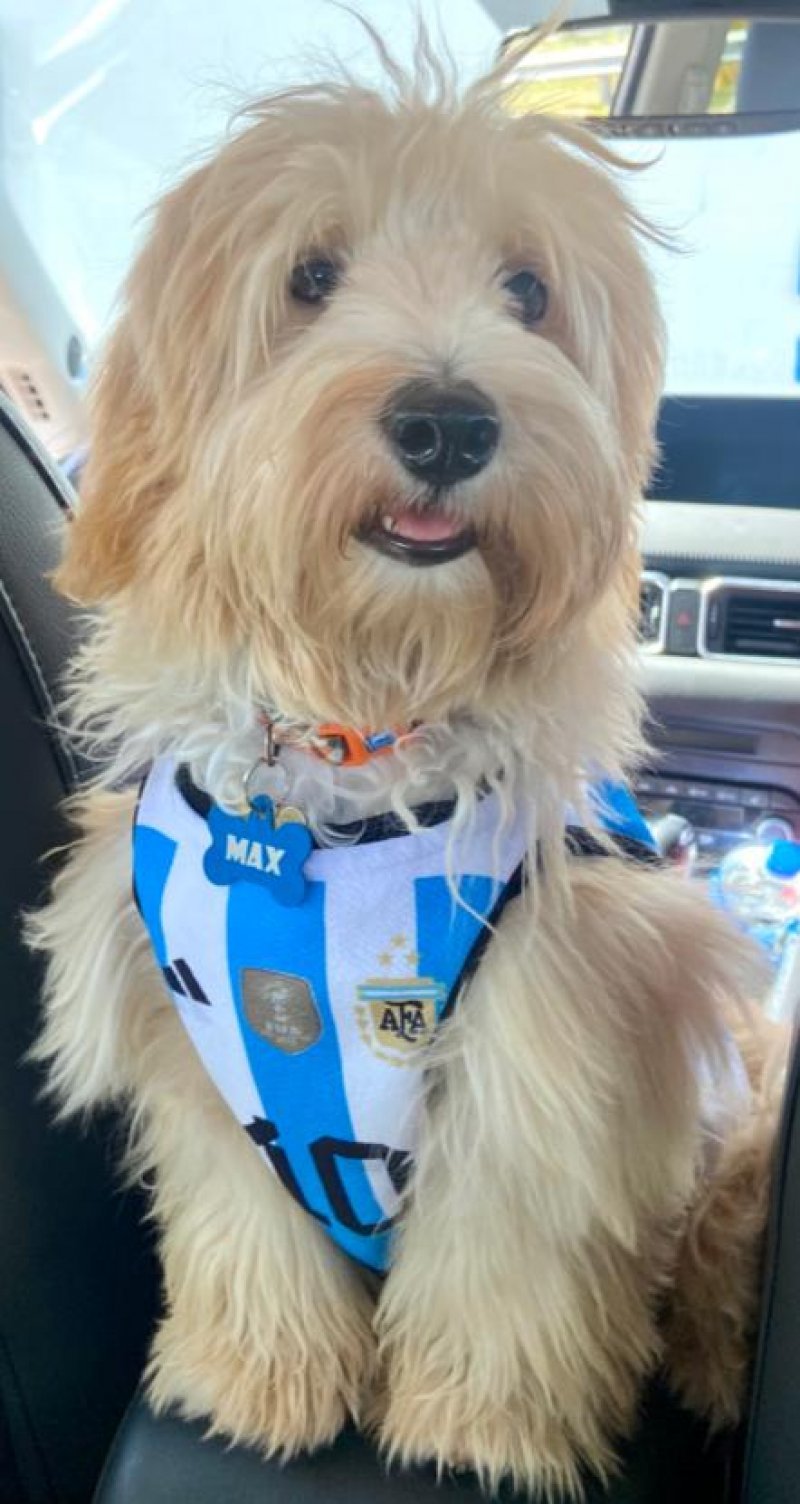 900182002028494 Dog maltipoo male Panama |