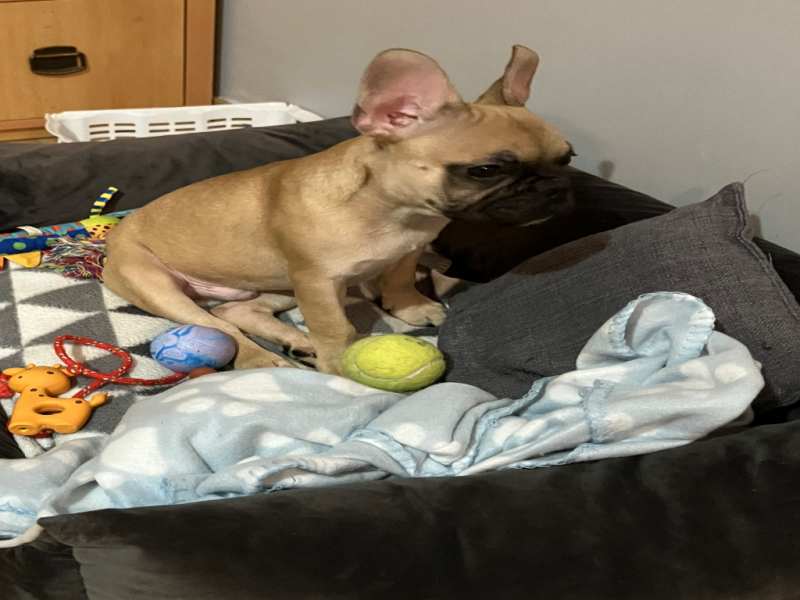 Tobi alt.animals.promo #16