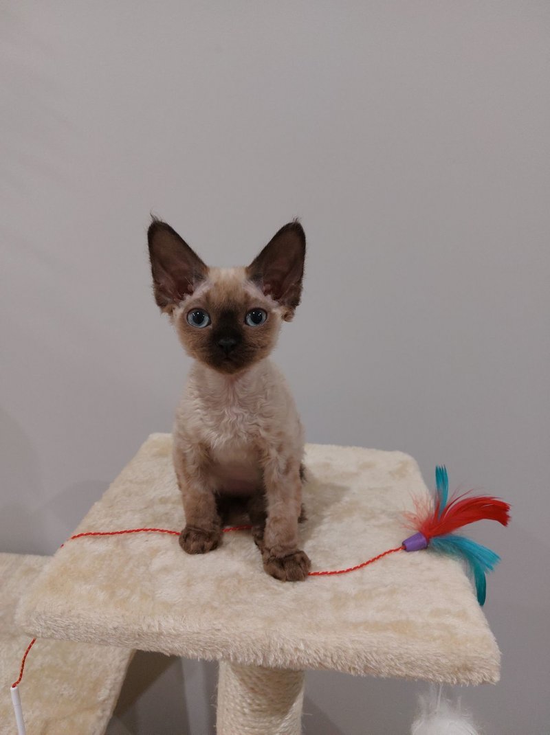 Ruby alt.animals.promo #16