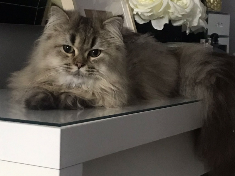 Tornado - Pet logo – WORLDPETNET #17