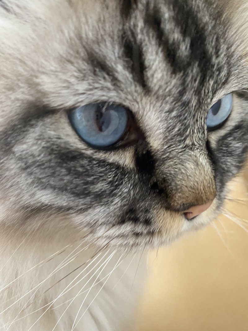 Marzipan alt.animals.promo #16