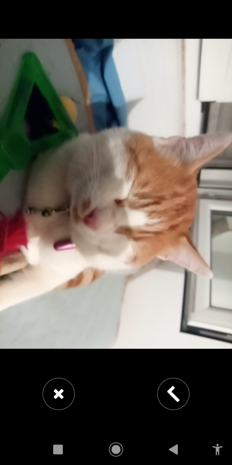 Ilość, Illy - Pet logo &ndash; WORLDPETNET #18