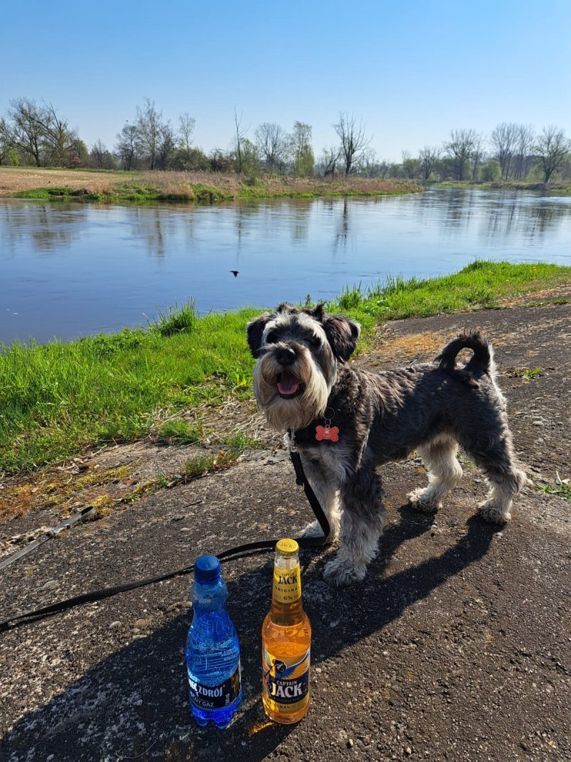 Figa - Pet logo &ndash; WORLDPETNET #17