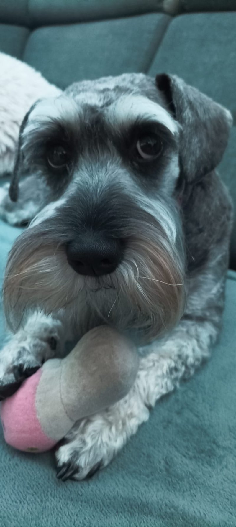 Figa alt.animals.promo #16