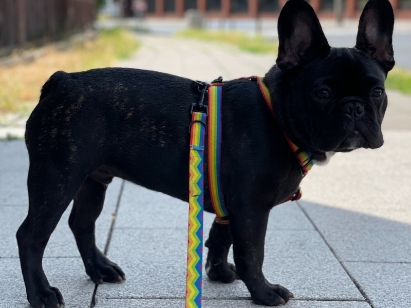 Gustaw alt.animals.promo #16